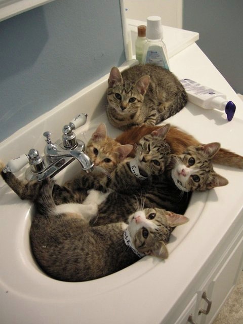 sink full of cats 2446