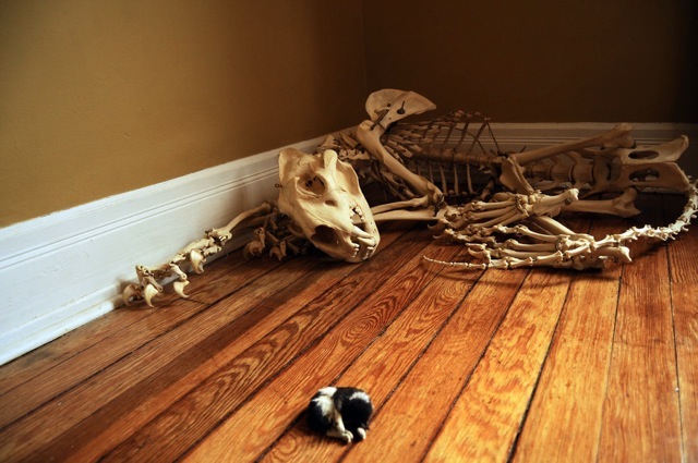 African Lion With A Kitten 1331