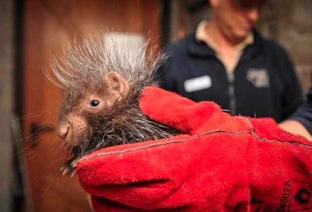 Everyone's favorite pet 2873