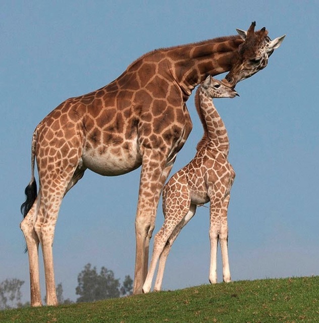 Morning Cleanup 9283