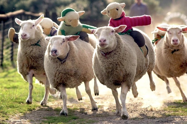 Sheep on sheep speed racing 70223