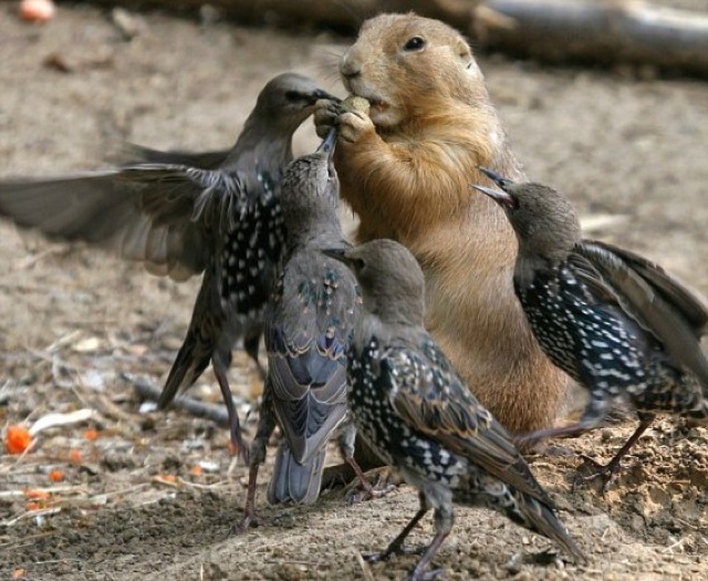 Birds are jerks 8t6re5s2