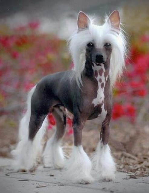 Micro horse j82a56f