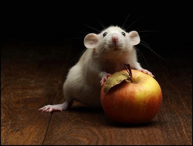 My apple, mine 9h7f62