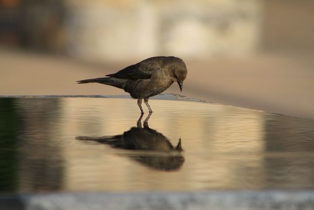 bird reflection 8ut7w4ks77