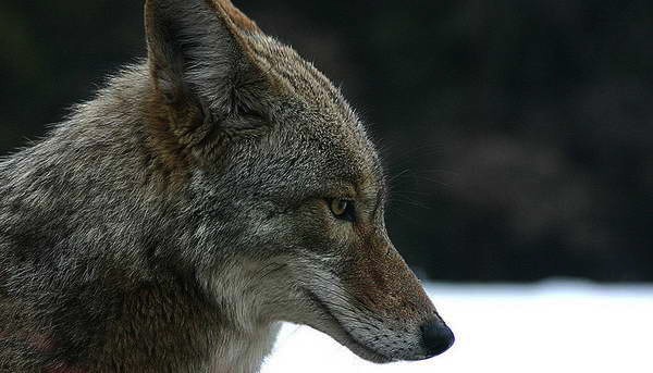 Coyote