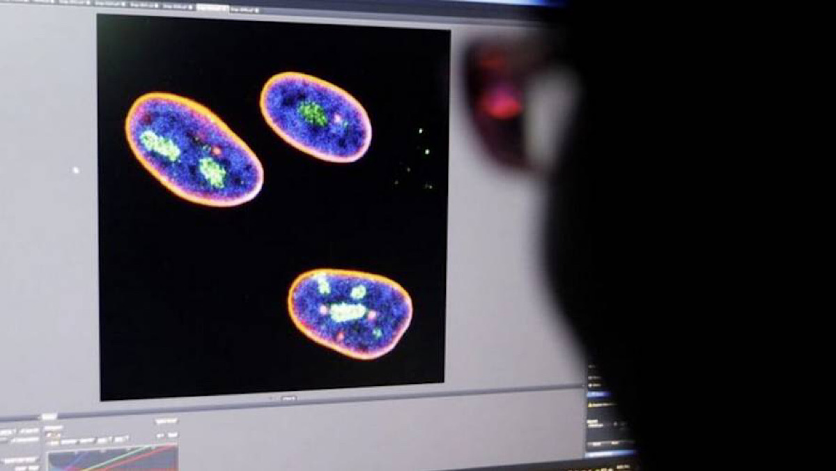 New gene therapy to delay ageing, extend lifespan