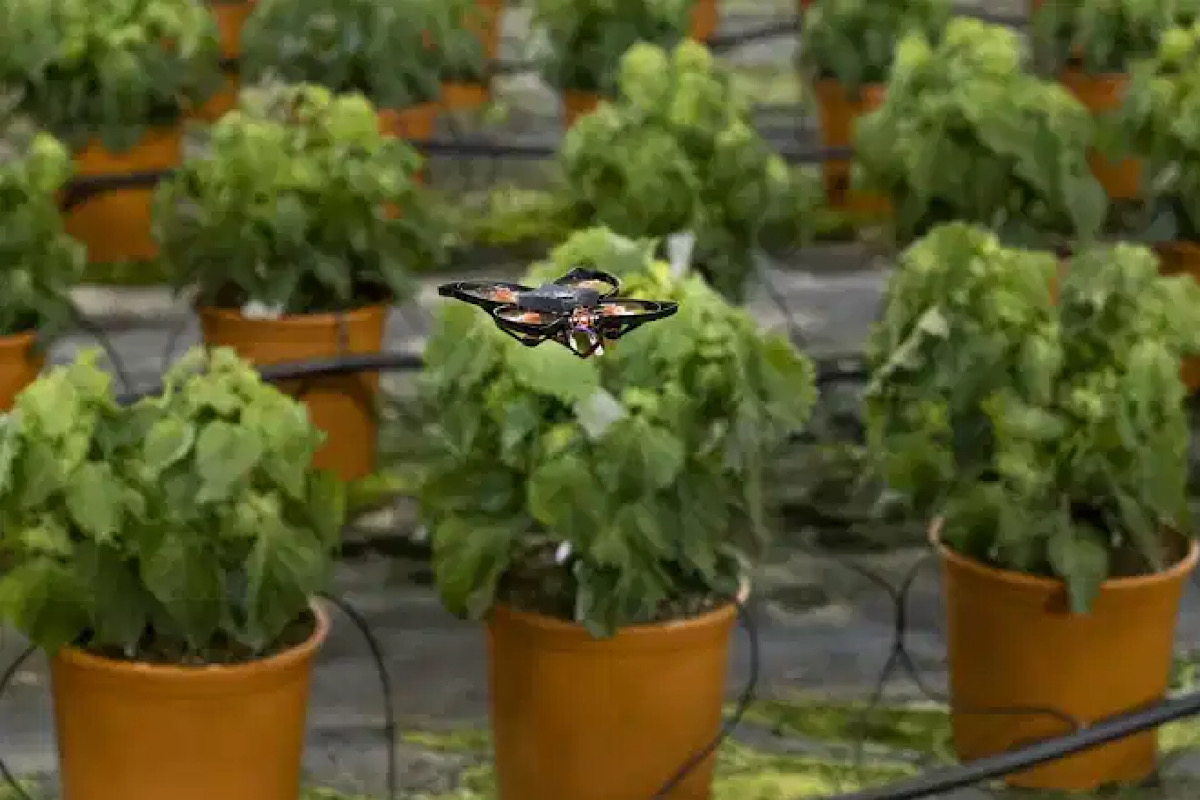 Drones vs. hungry moths: Dutch use hi-tech to protect crops