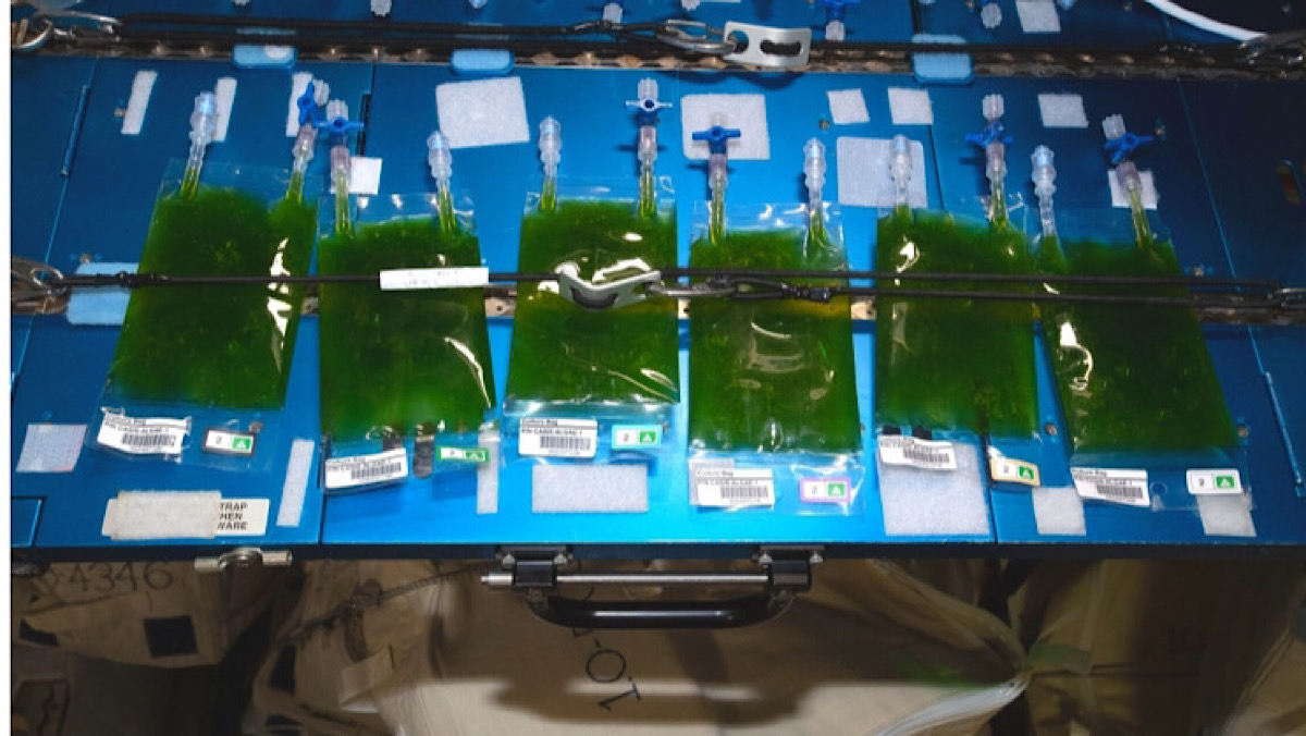 3D Printed ‘Artificial Leaves’ Could Provide Sustainable Energy on Mars