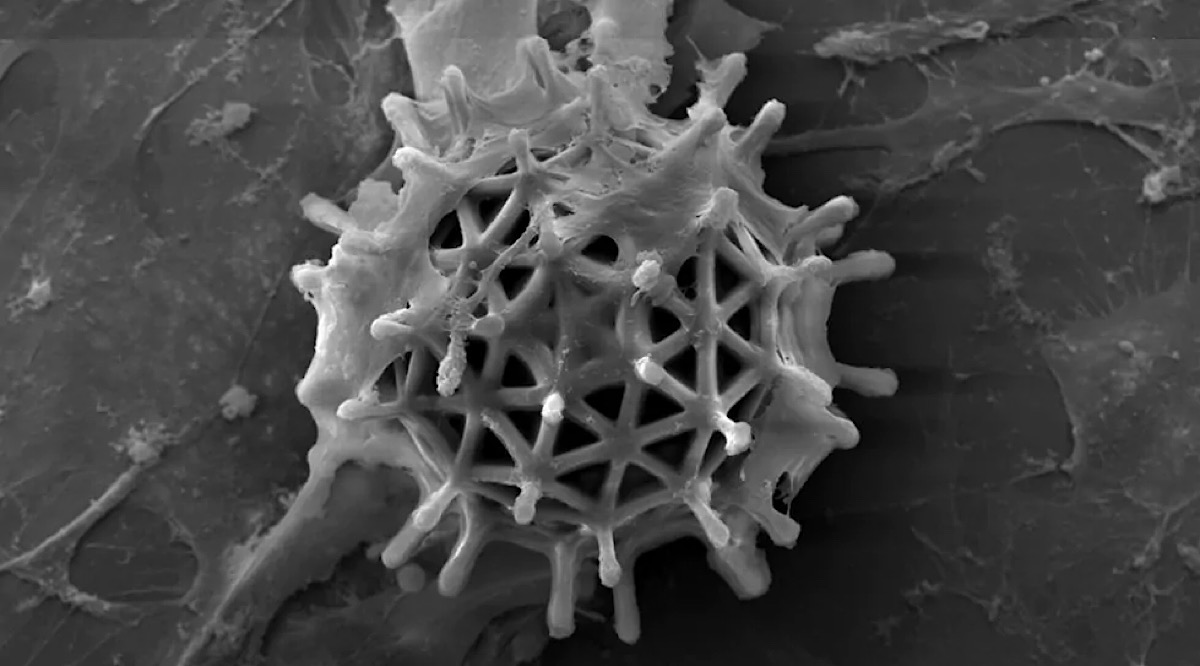 Degradable microrobots could help deliver cells within the body