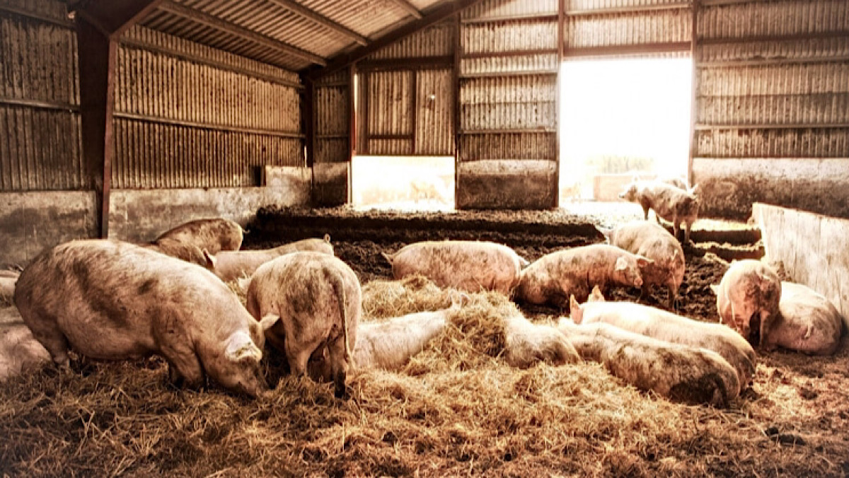 Genetically Engineered Pigs Might Be the Answer for One of the World’s Costliest Diseases