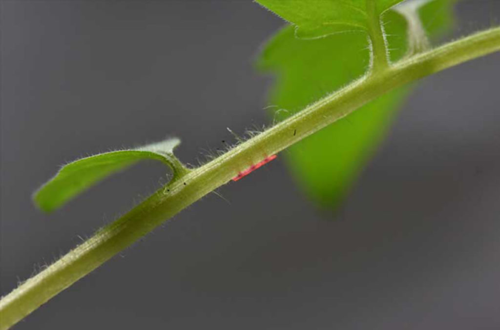 Tiny, needle-like sensors inserted into plants are the latest addition ...