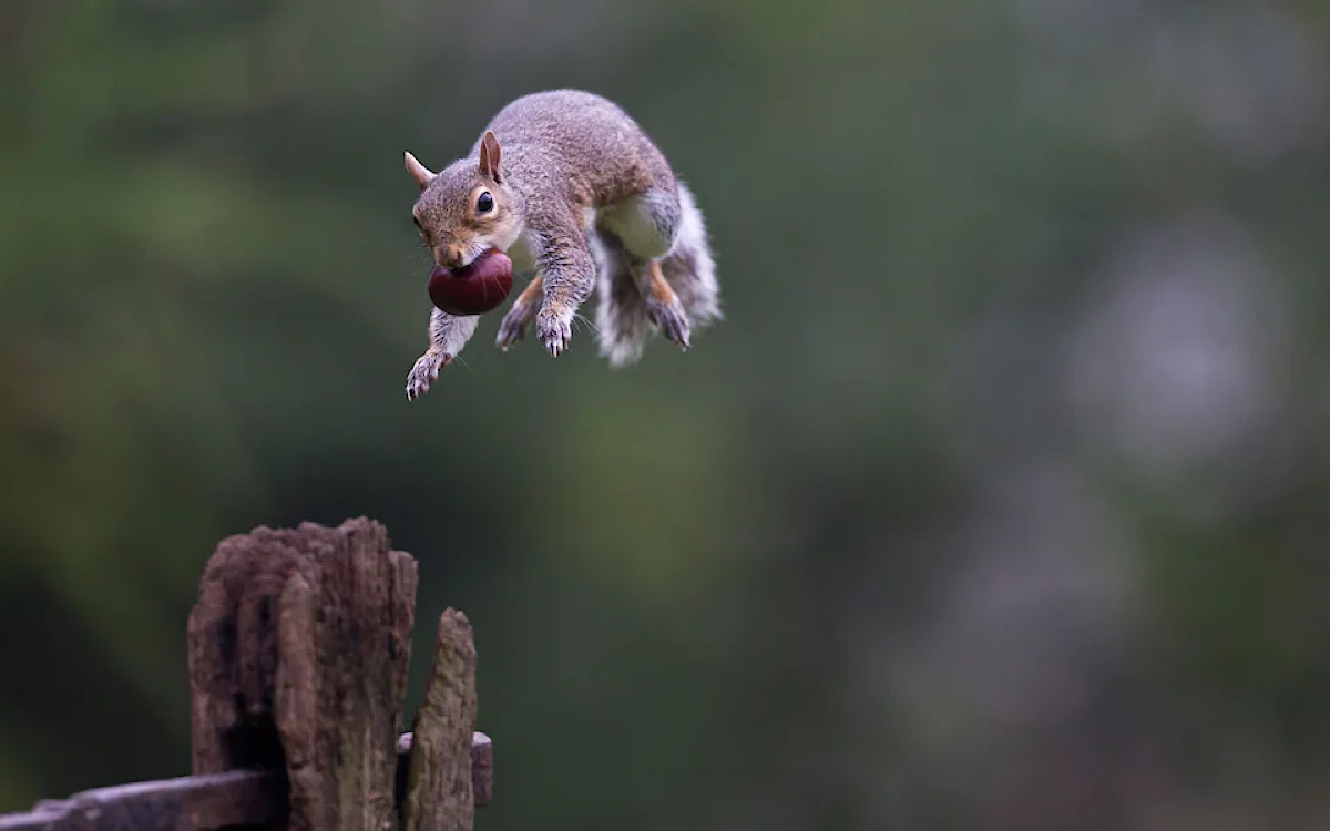 Science’s next great leap: using squirrels to teach robots how to ‘parkour’