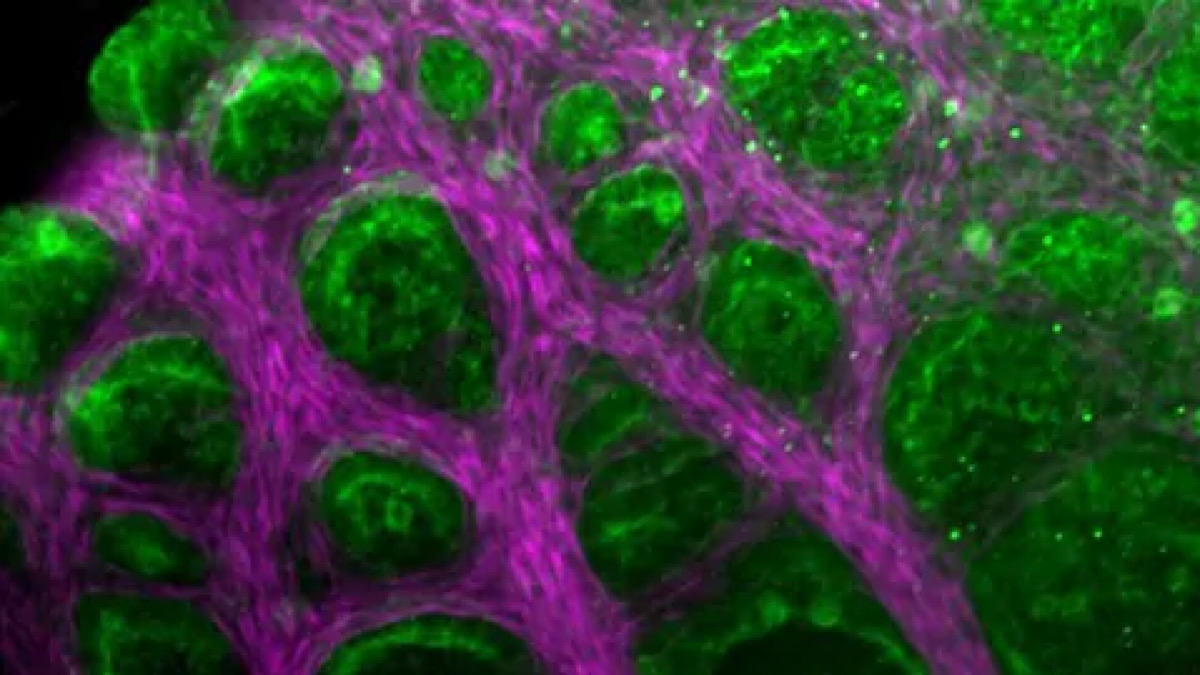 Engineering Artificial Lungs With Help From Lizards