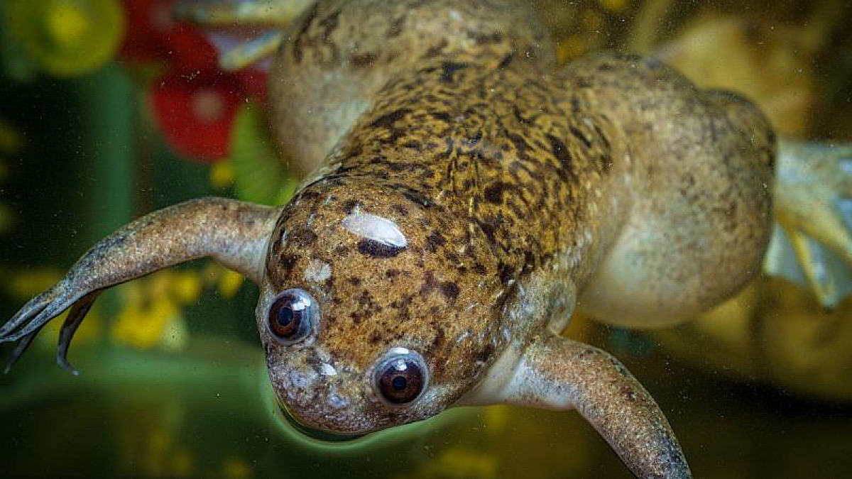 Scientists regrow frogs’ amputated limbs in massive leap for regenerative medicine