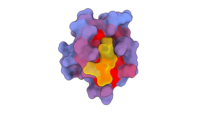 Abundant “Secret Doors” on Human Proteins Could Be Game-Changer for Drug Discovery