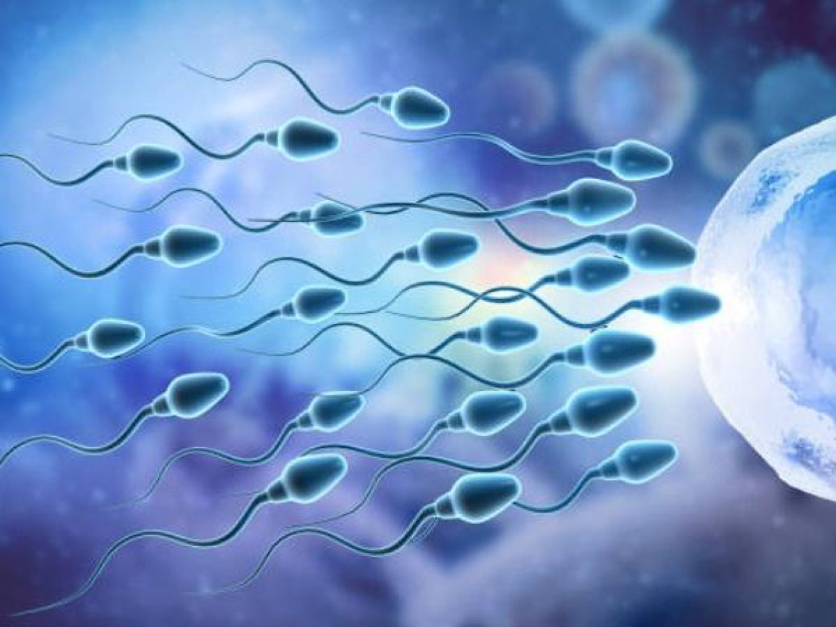 With 3D-Printed Sperm Cells, Scientists Bring Hope To Many Men With Infertility