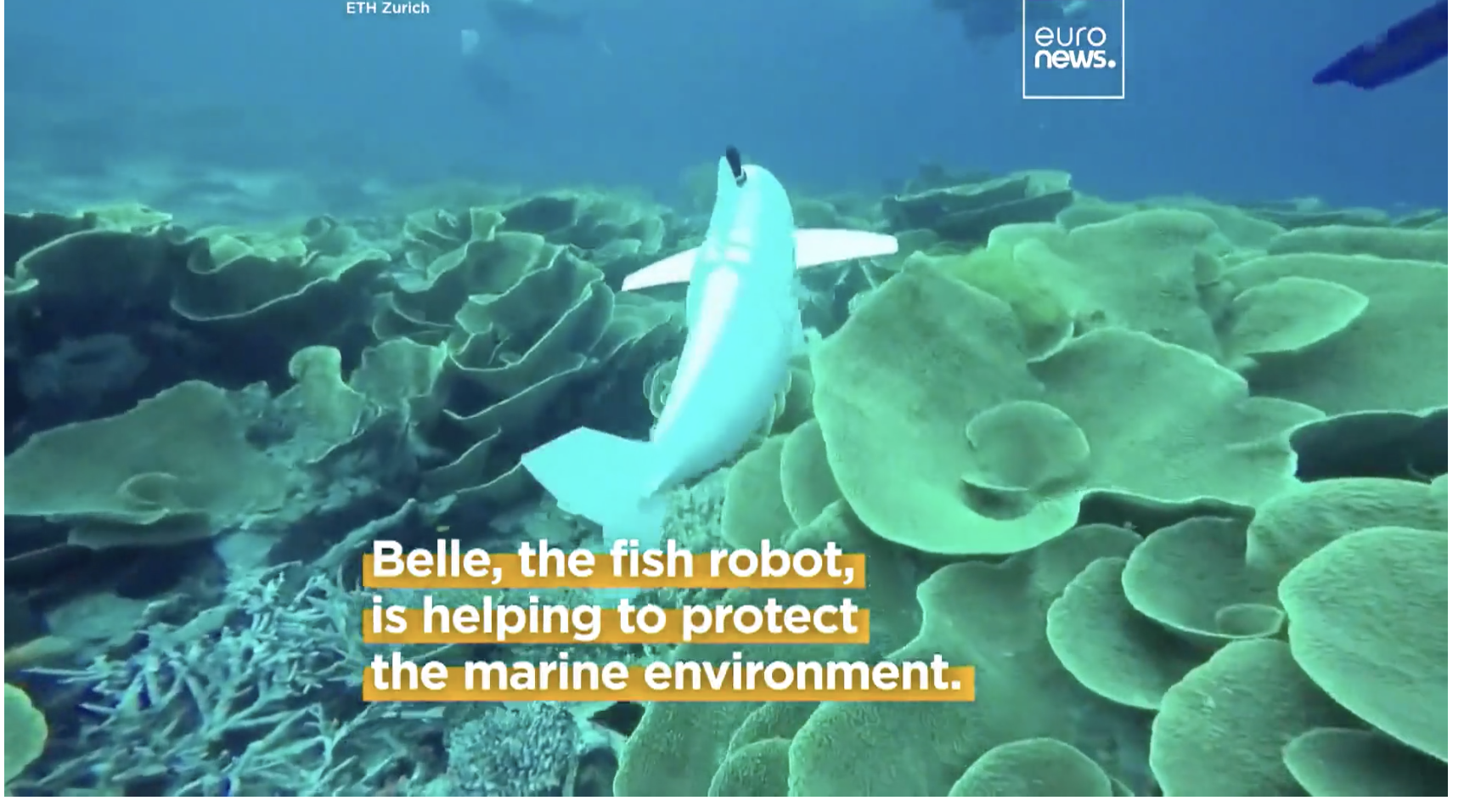 Autonomous Fish Robot “Belle” Enhances Underwater Research without Disturbing Marine Environment
