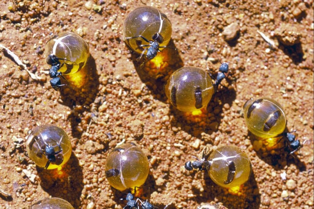 Australian Honeypot Ants Produce Unique Antimicrobial Honey with