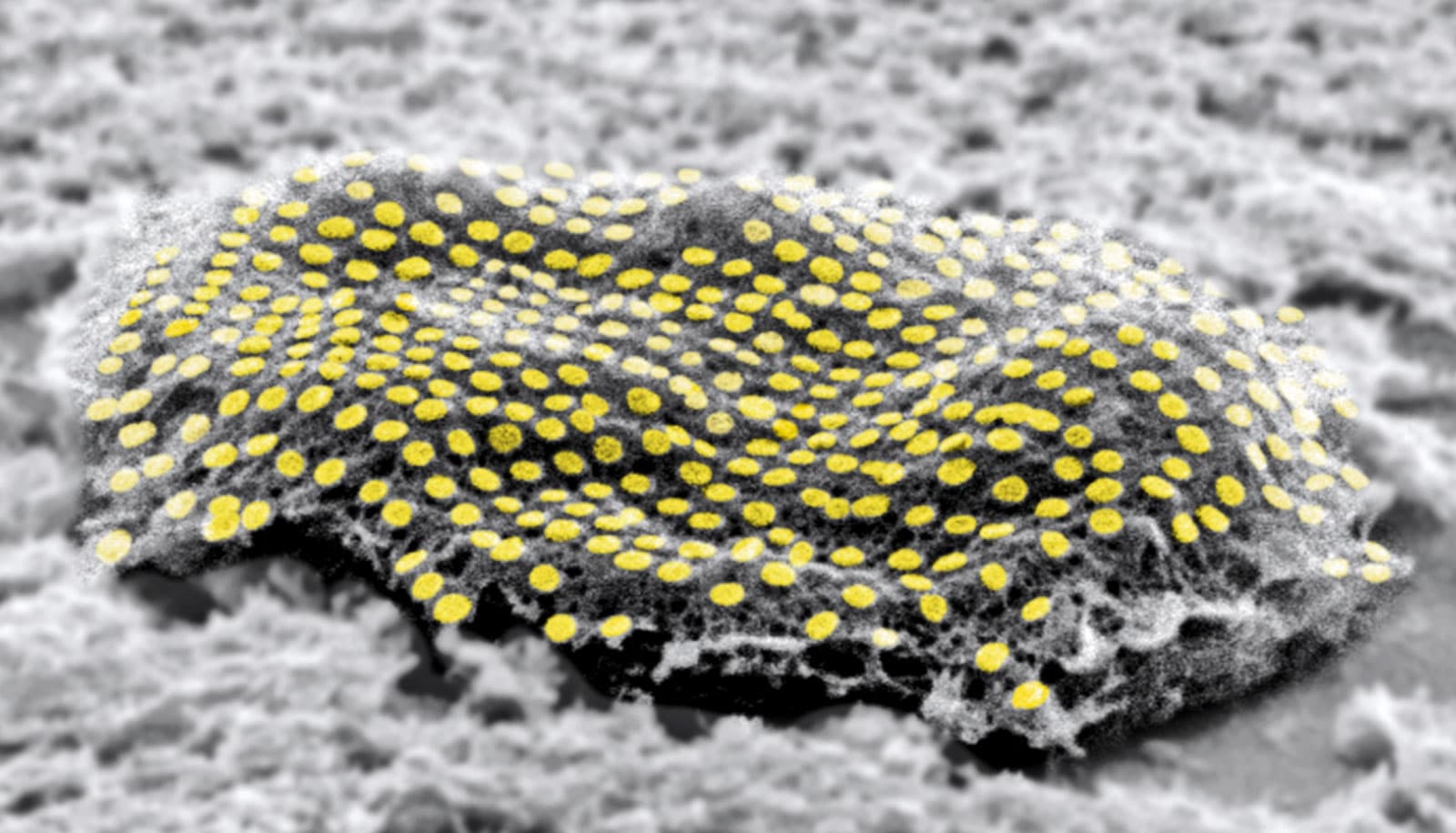 Revolutionary Nanoscale Tattoos: Enabling Real-Time Monitoring of Live Cells