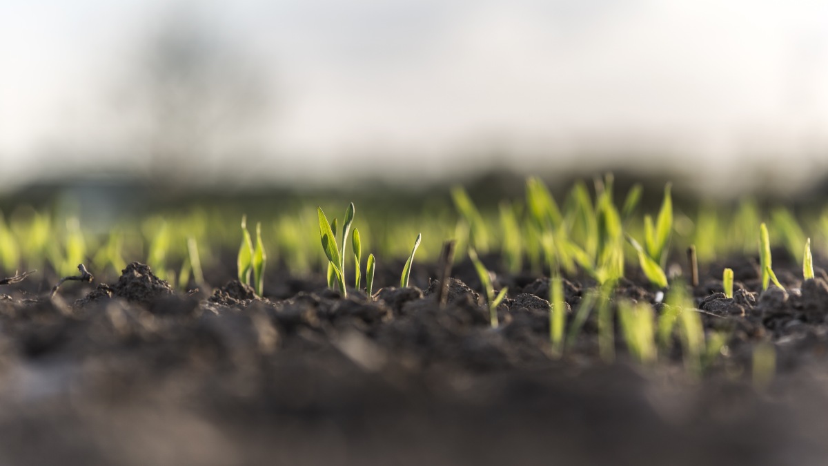 Plant Photosynthesis: A Potential Ally Against Climate Change, but No Panacea, Study Shows