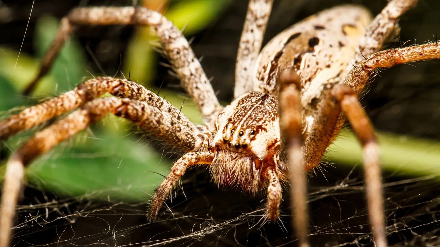 Unveiling Arachnid Ballet: A Breakthrough in Spider Behavior Monitoring