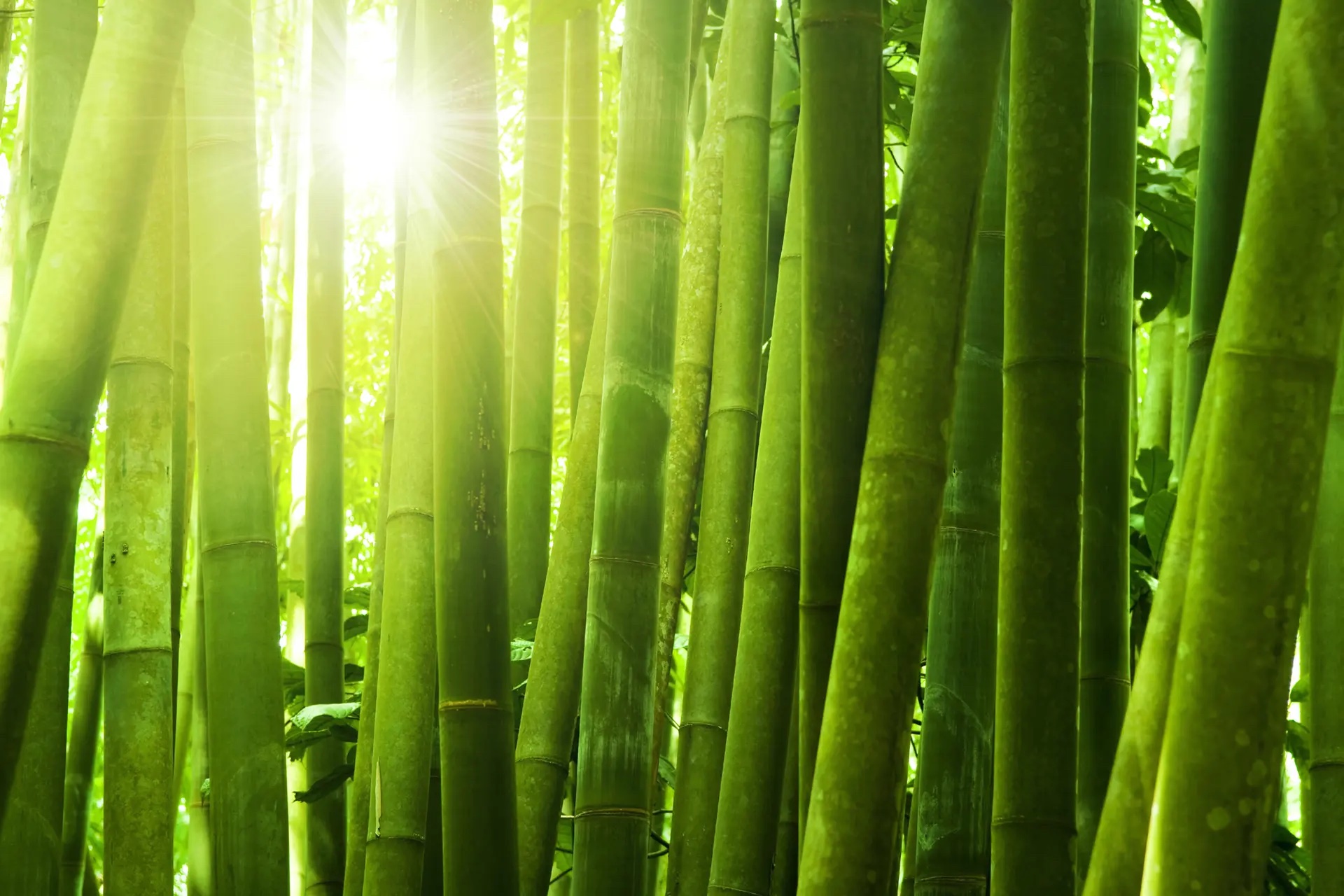 Bamboo: The Next Transparent Building Material
