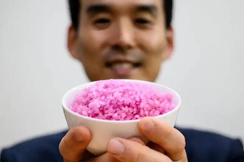 Meaty Rice: An Eco-Friendly Protein Solution for the Future