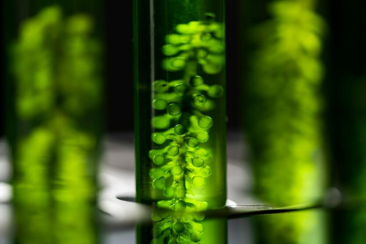 Harnessing the Power of Algae: A New Era of Micro-Photosynthetic Power Cells