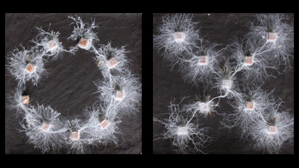 The Mind of Fungi: How Brainless Organisms Show Signs of Intelligence ...