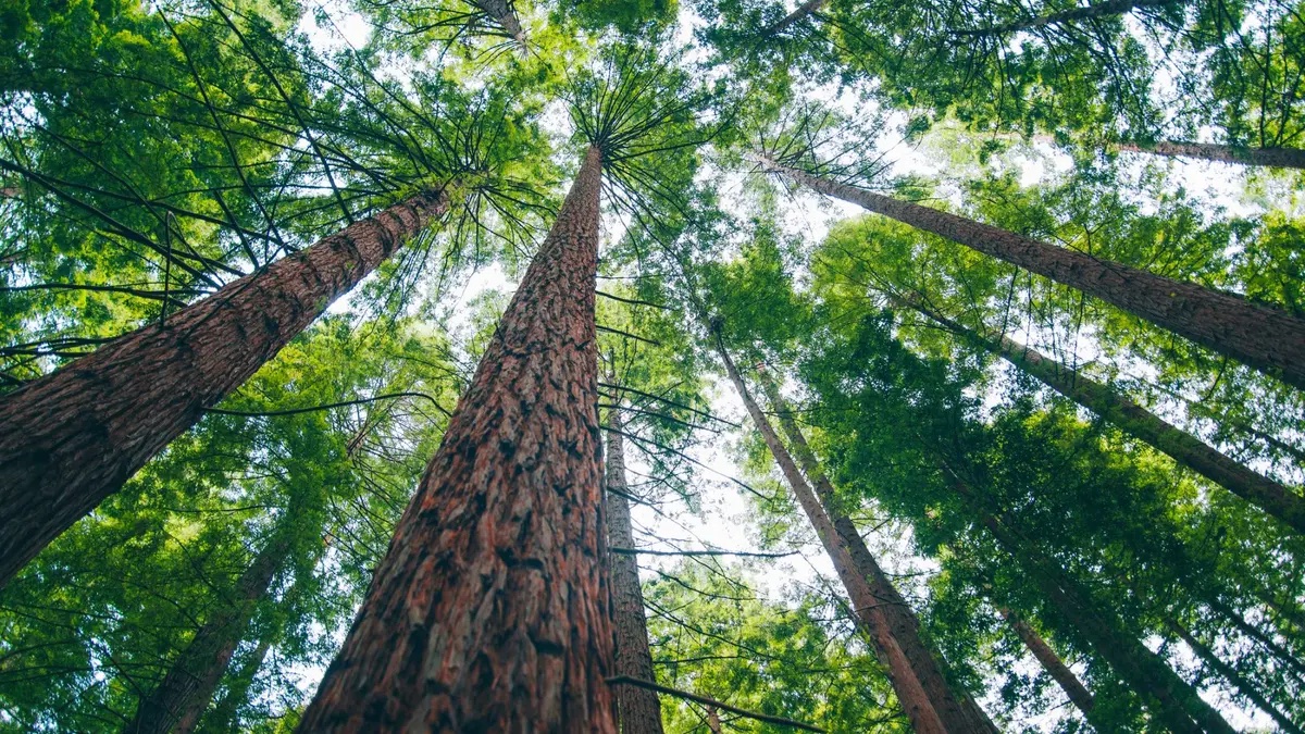 Rwanda Researchers Discover Tree Species That Could Provide Clean Electricity for Rural Communities