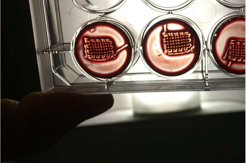 Revolutionary ‘Biocooperative’ Material Created from Blood to Repair Bones and Aid Regeneration
