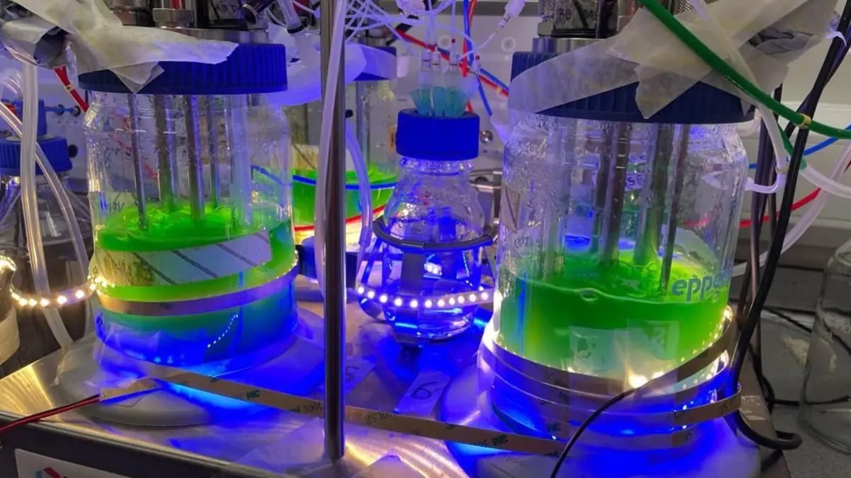 Cyanobacteria Pave the Way for Sustainable Plastics Production Using CO2
