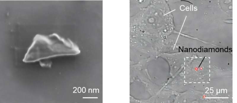 Breakthrough in Quantum Sensing: Nanodiamonds with Exceptional Spin Properties Show Promise for Bioimaging and Biosensing