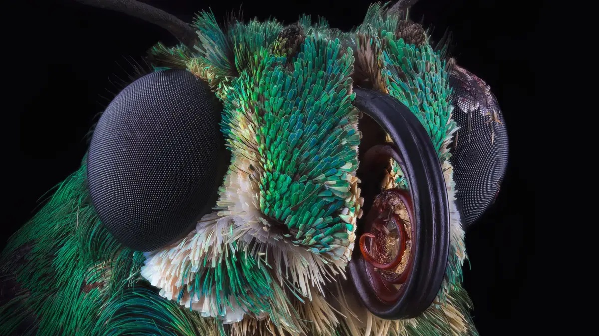Bio-Inspired Camera Mimics Insect Eyes for Ultra-Fast, Low-Light Imaging
