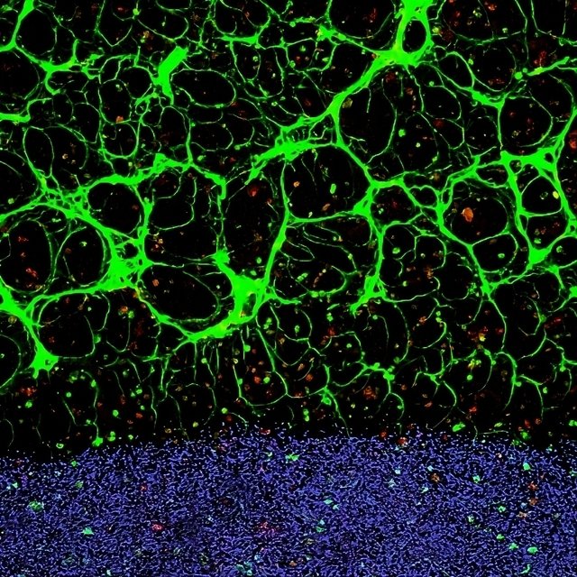 A Breakthrough in Bioprinting: Combining Aptamer Technology and 3D Printing to Create Human-Like Tissues