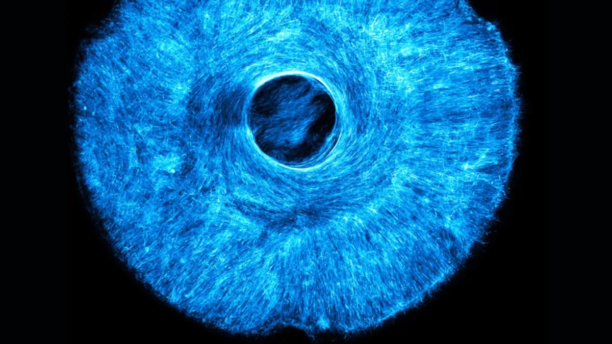 MIT Researchers Unlock Multi-Directional Motion for Biohybrid Robots with Artificial Muscles