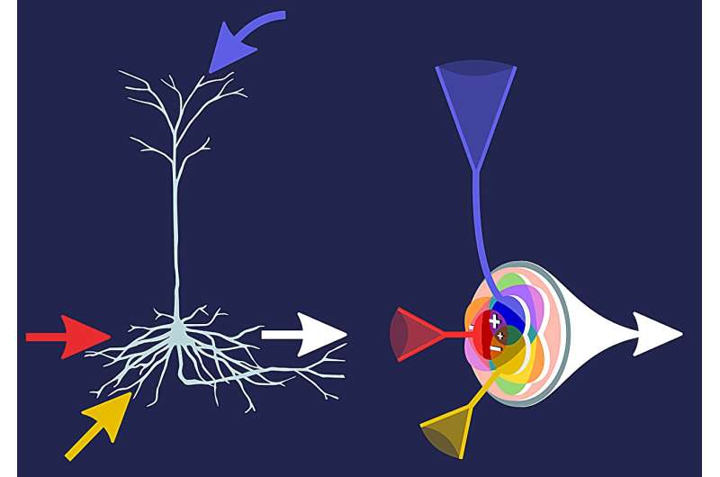 Brains of the Future: Self-Learning ‘Infomorphic Neurons’ Bring AI Closer to Biology