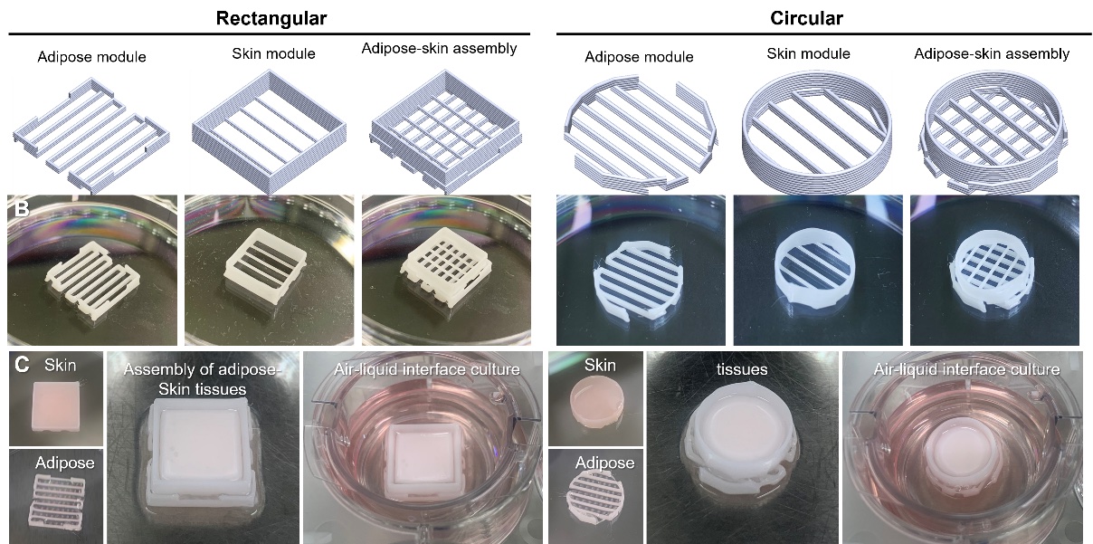 Bioprinted Fat Brings Burn Treatment Closer to a Breakthrough