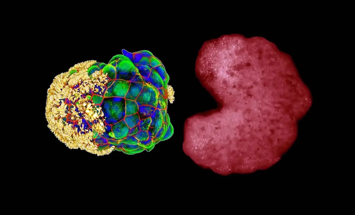 The Third State of Life: How Cells Continue to Function After Death