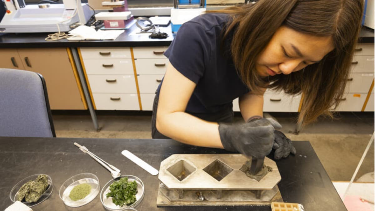 Concrete Goes Blue: How Seaweed and AI Are Cracking Cement’s Dirtiest Secret