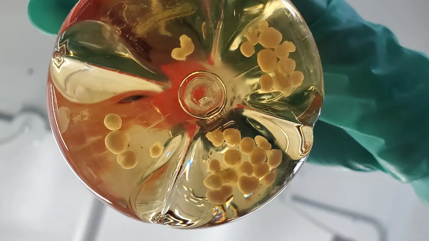 They Bleed, Therefore They Live: Mini Organs Just Crossed the Threshold of Life
