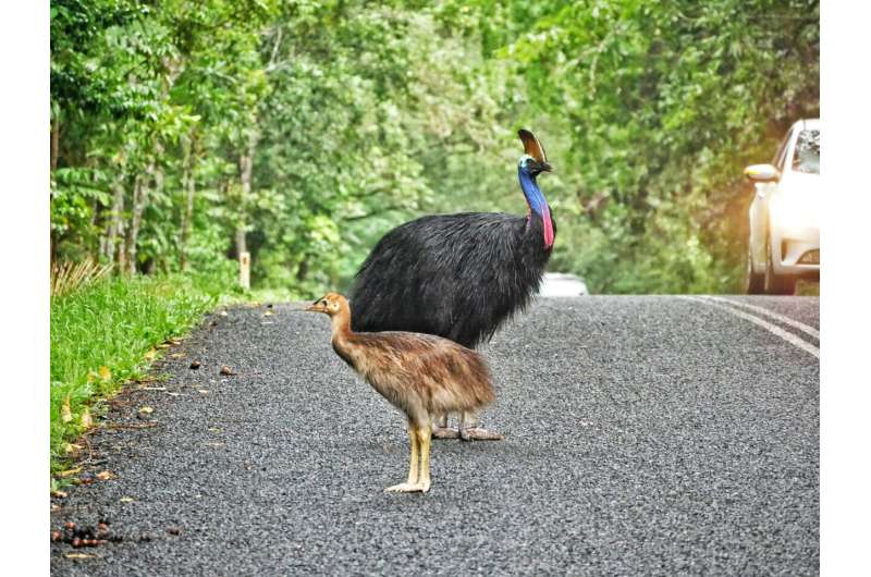 AI Roadside Guardians: How Australia’s LAARMA Tech Could End the Era of Roadkill
